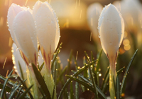 37+15！拜仁组英超三叉戟