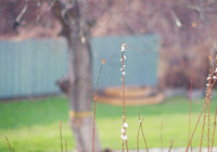 诺丁汉森林考虑采取法律手段，指控热刺非法接触吉布斯-怀特